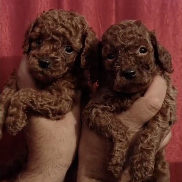 Anakin Skywalker Miniature Poodle candid portrait