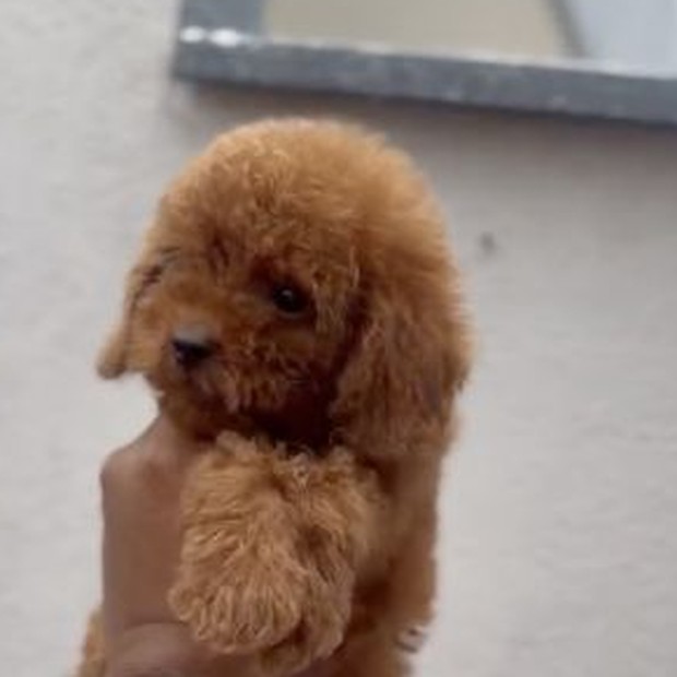Aragorn deep-red Toy Poodle male