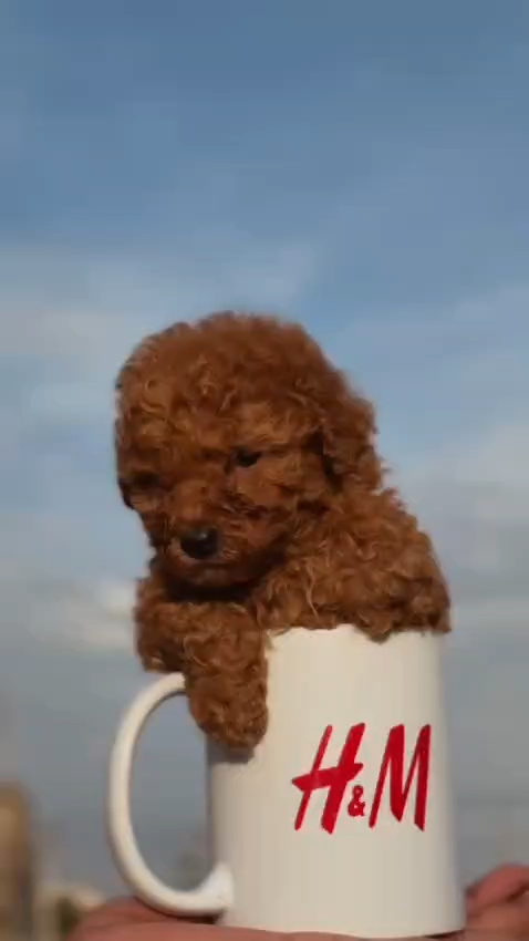 Arwen red Toy Poodle female