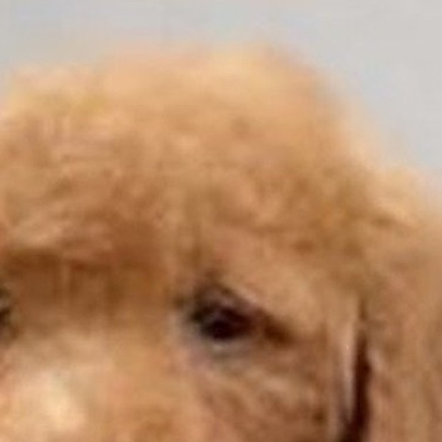 Calypso Tia Dalma Standard Poodle portrait