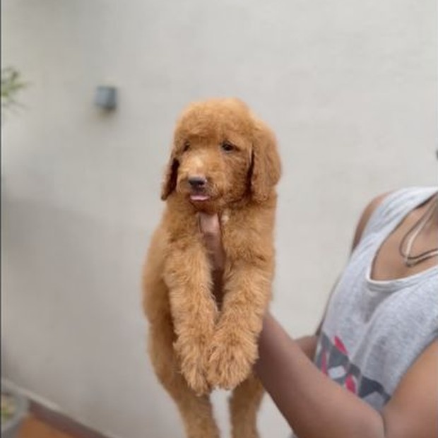 Calypso Tia Dalma apricot Standard Poodle female