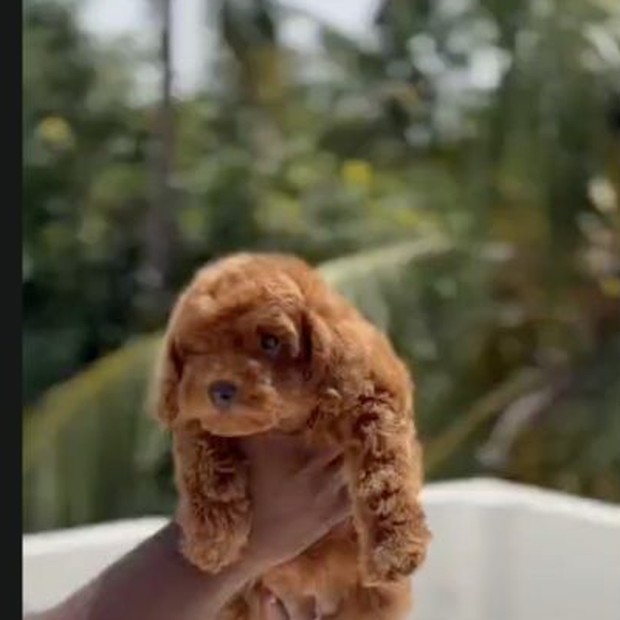 Disa black and blue Toy Poodle female