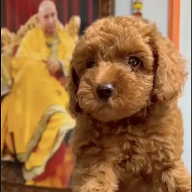 Eowyn red Toy Poodle female