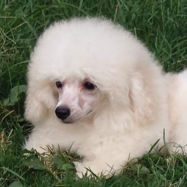 Galadriel white Toy Poodle female