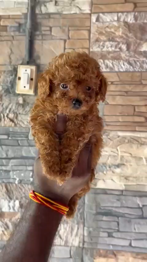 Hera Syndulla apricot Miniature Poodle portrait