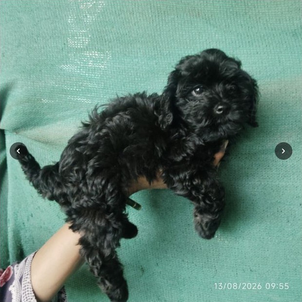 Jyn Erso black Miniature Poodle female