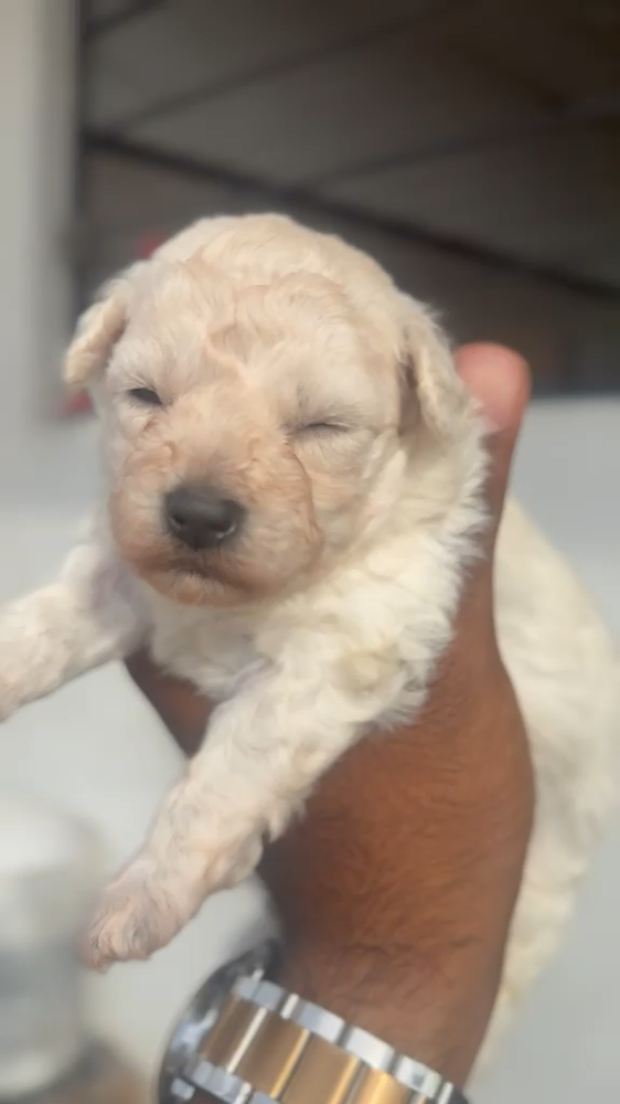 Rey Skywalker white Miniature Poodle portrait