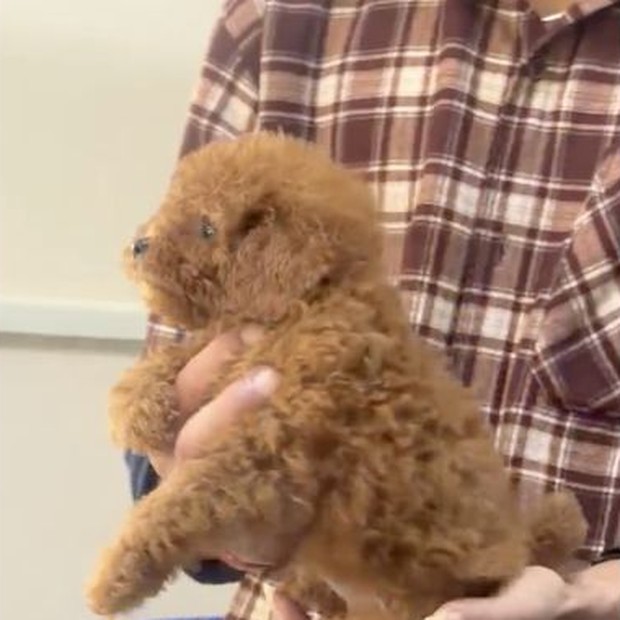 Tauriel red Toy Poodle female